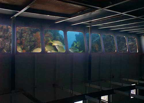fantasy fish